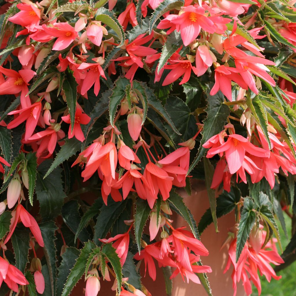 Begonia boliviensis Copacabana F1 Salmon (gecoate zaden) - Hangbegonia