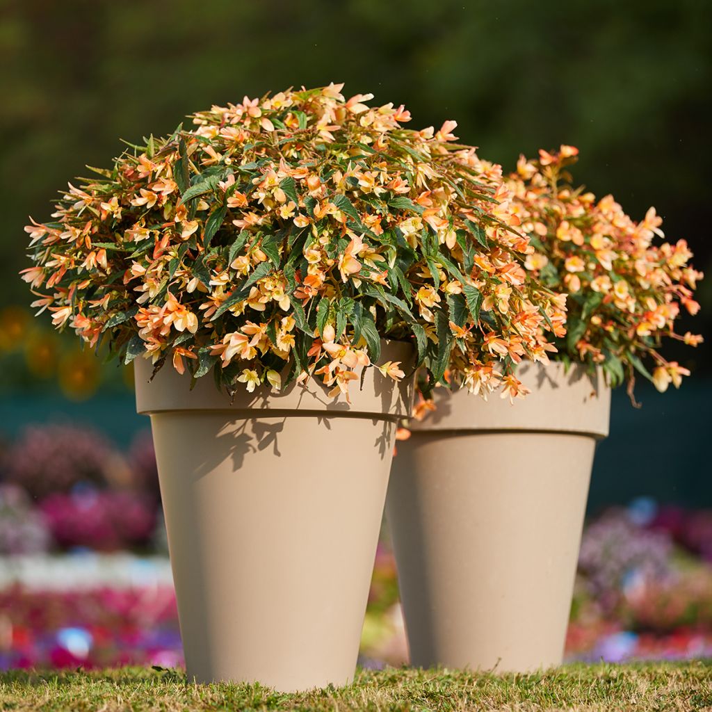 Begonia boliviensis Copacabana F1 Tricolour (gecoate zaden) - Hangbegonia