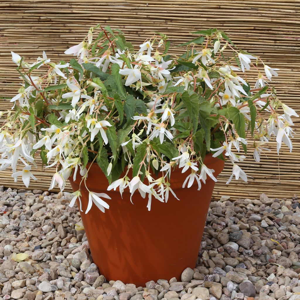 Begonia boliviensis Copacabana F1 White (gecoate zaden) - Hangbegonia