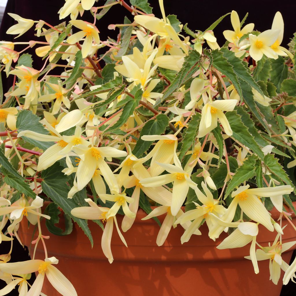 Begonia boliviensis Copacabana F1 Yellow (gecoate zaden) - Hangbegonia