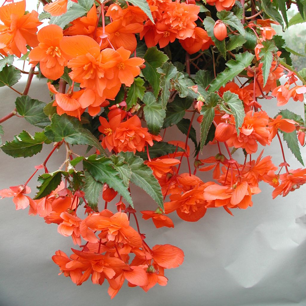 Begonia Chanson F1 Salmon (gecoate zaden) - Hangbegonia