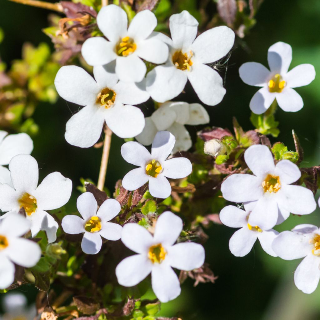 Bacopa Snowtopia White (zaad) - Sutera cordata
