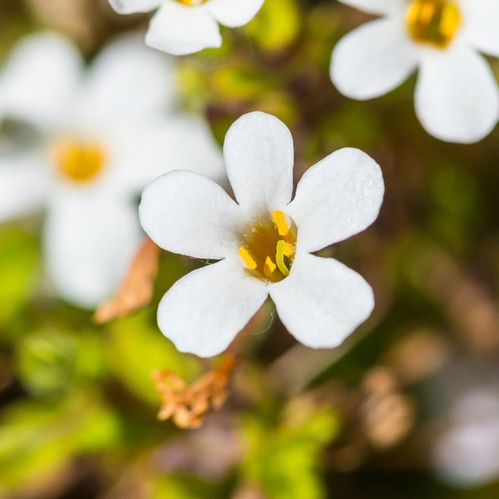 Bacopa Snowtopia White (zaad) - Sutera cordata