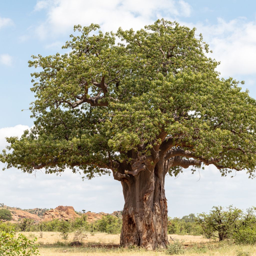 Adansonia digitata (zaad) - Baobab