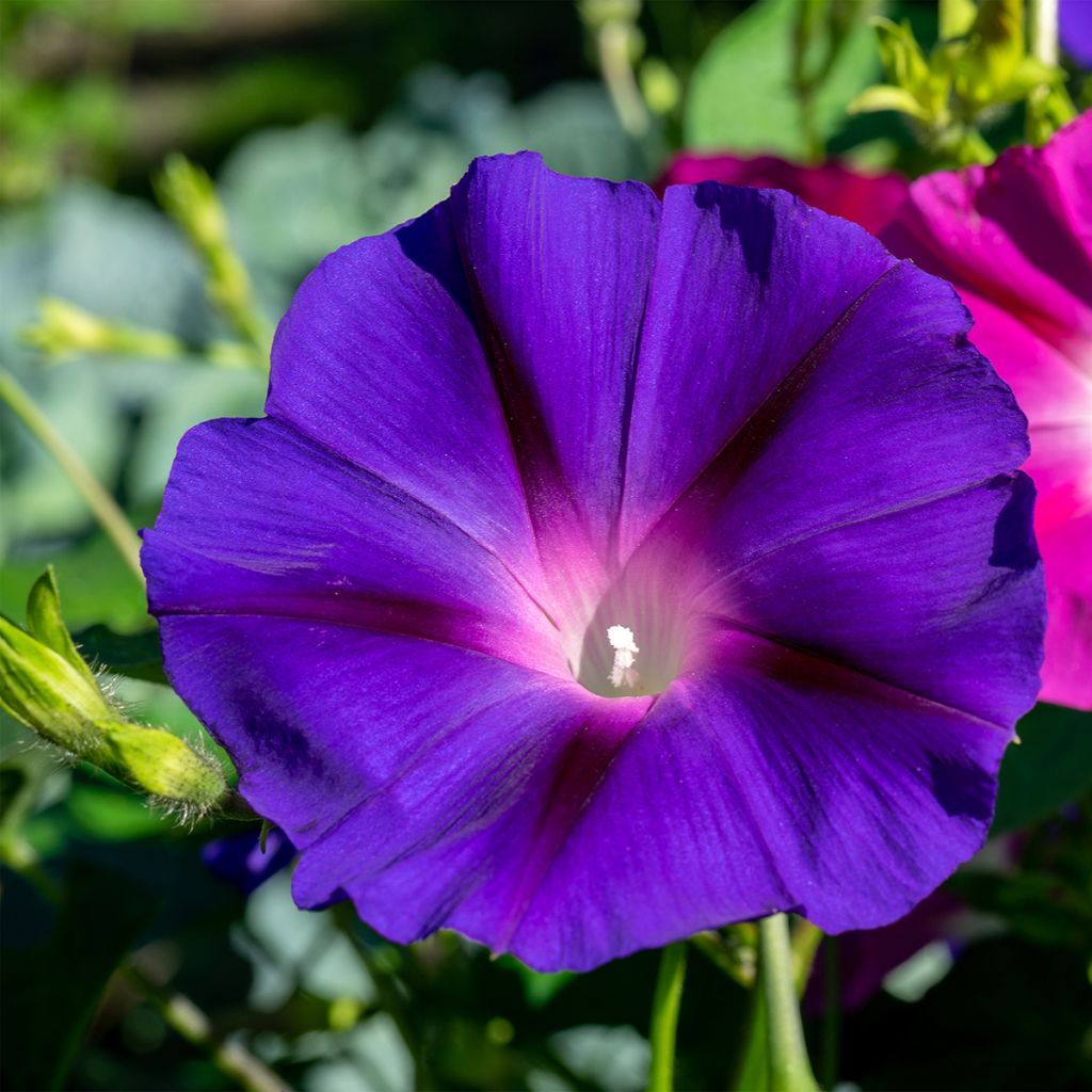 Dagschone Royal Ensign (zaad)