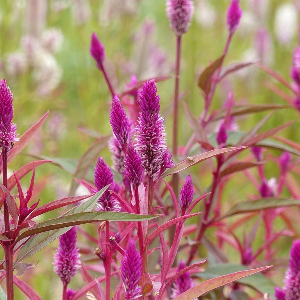 Hanenkam Flamingo Purple (zaad) - Celosia spicata