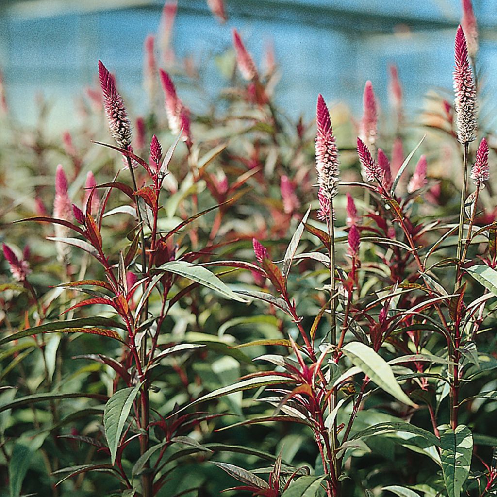 Hanenkam Flamingo Purple (zaad) - Celosia spicata