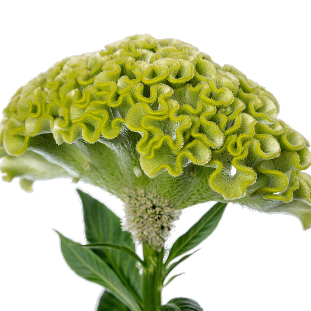 Lamsoor Act Verda (zaad) - Celosia argentea