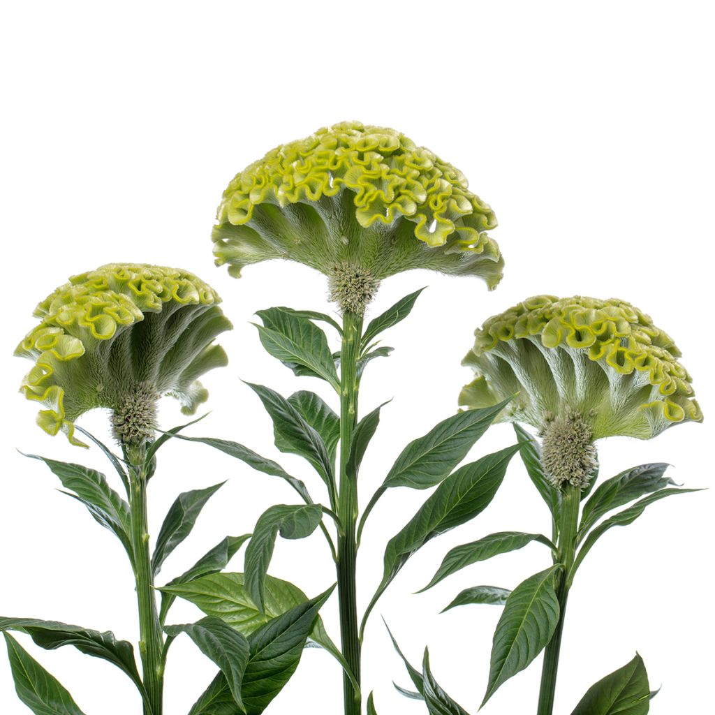 Lamsoor Act Verda (zaad) - Celosia argentea