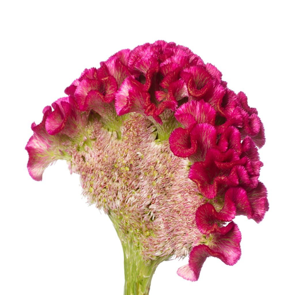 Lamsoor Bar Bora (zaad) - Celosia argentea