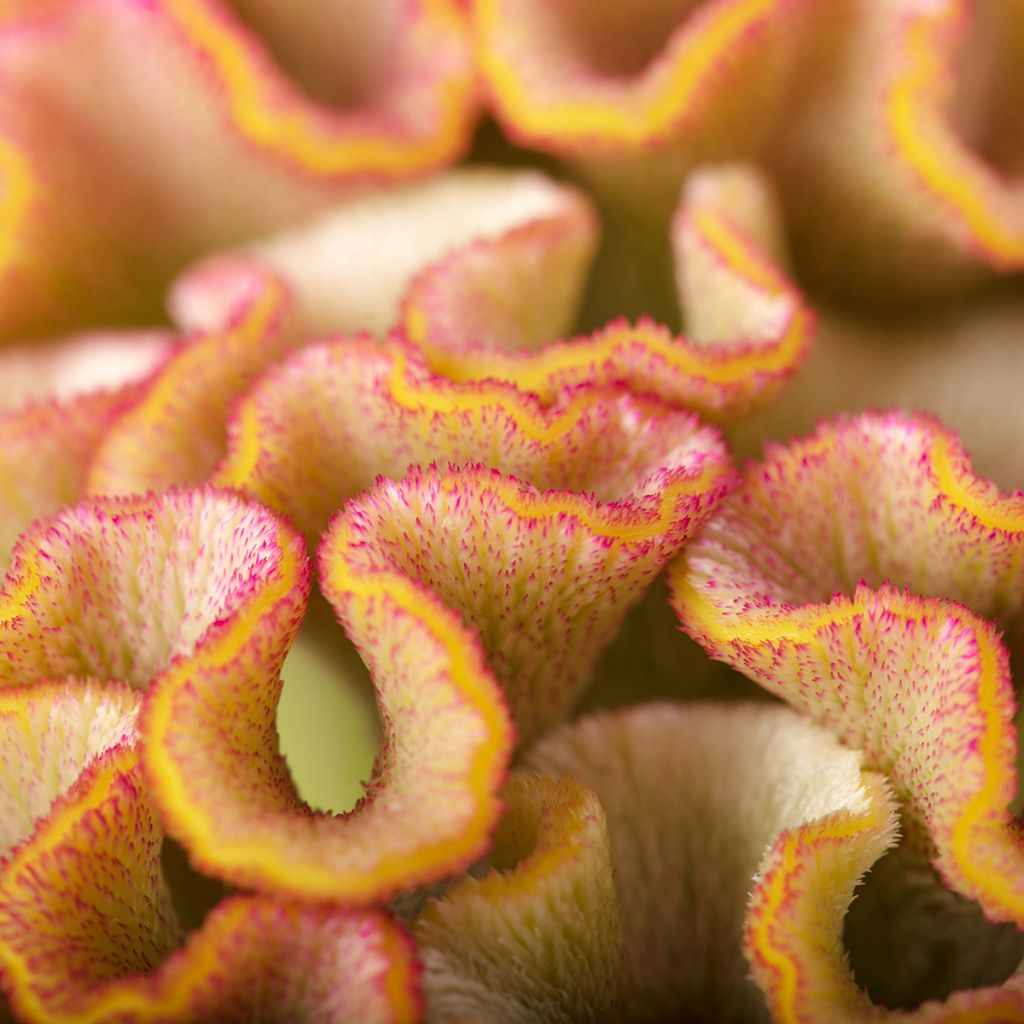 Lamsoor Bar Bossa (zaad) - Celosia argentea