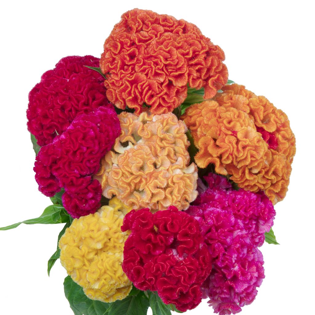 Lamsoor Captain Mix (zaad) - Celosia argentea