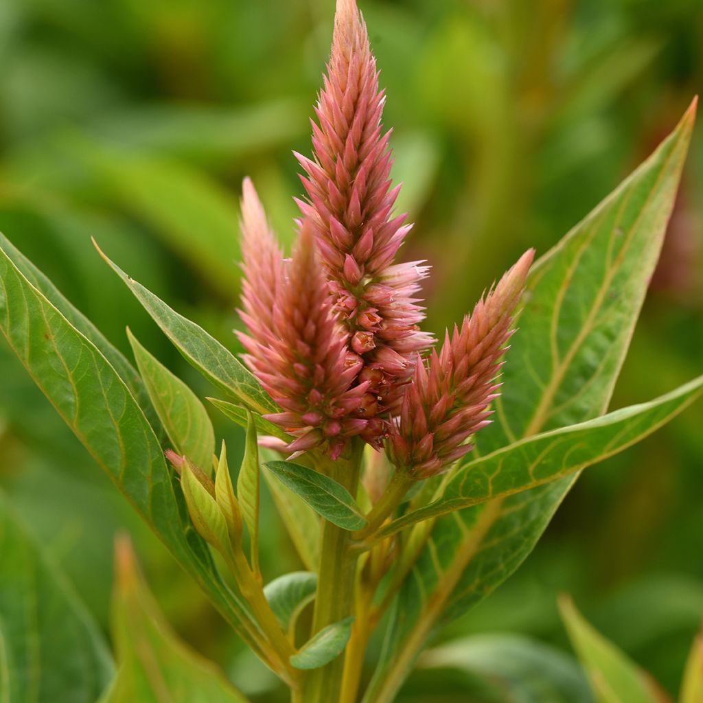 Zaden Celosia spicata Celway Salmon