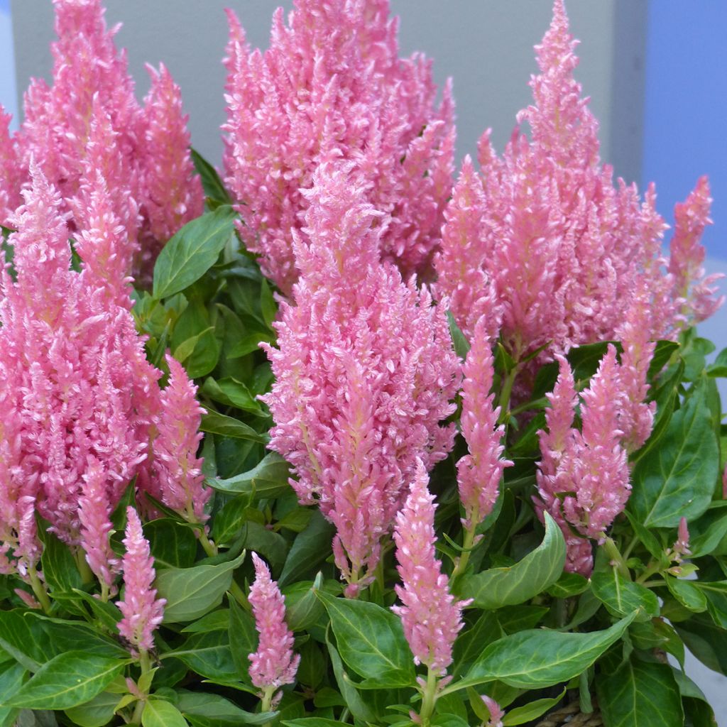 Celosia spicata Flamma Pink (zaad) - Pluimamarant