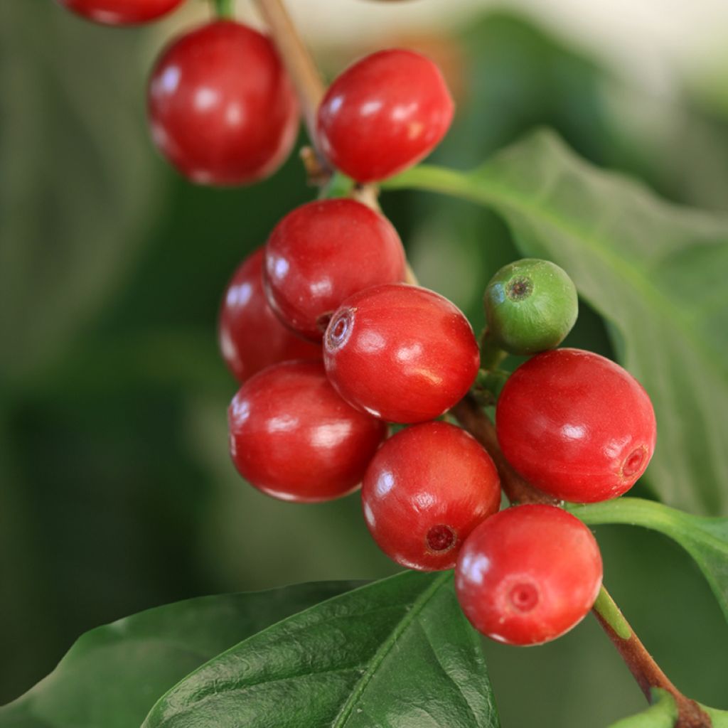 Coffea arabica (zaad) - Koffieplant