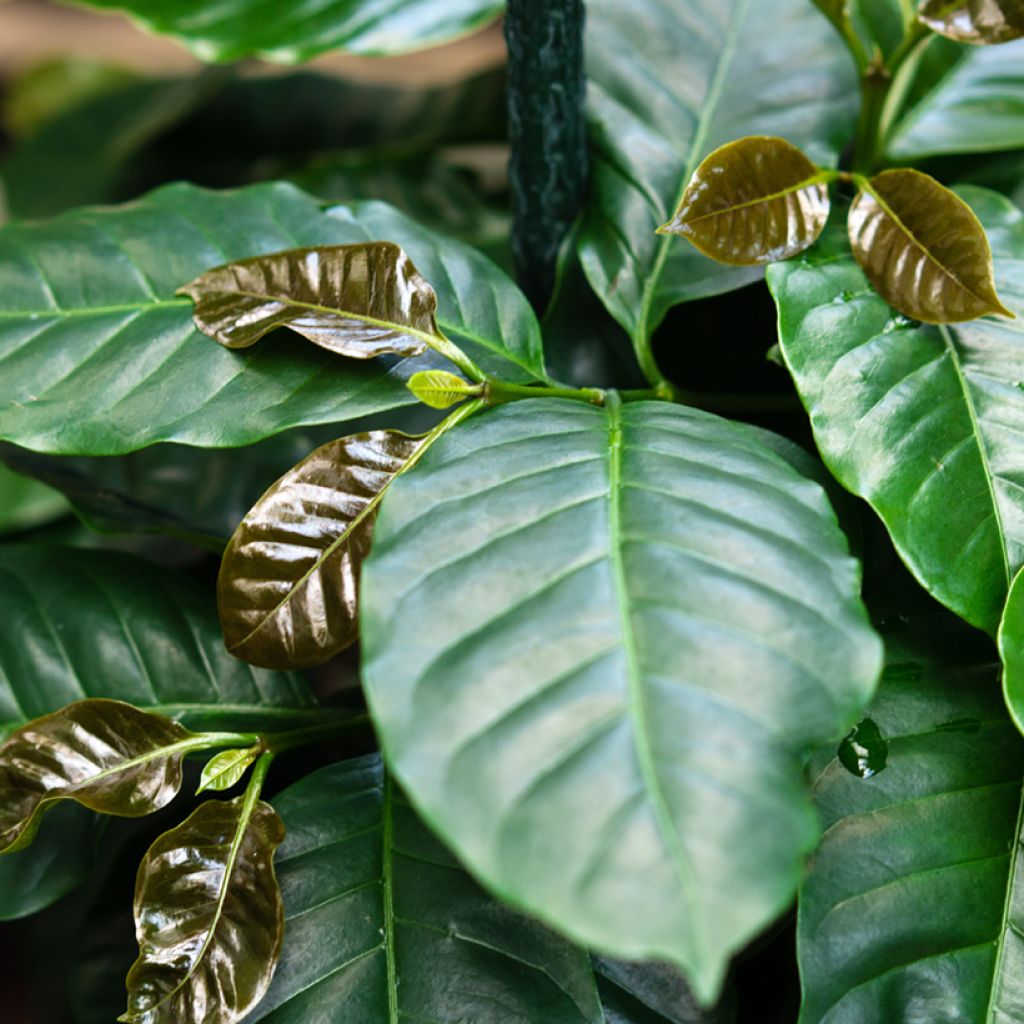 Coffea arabica (zaad) - Koffieplant