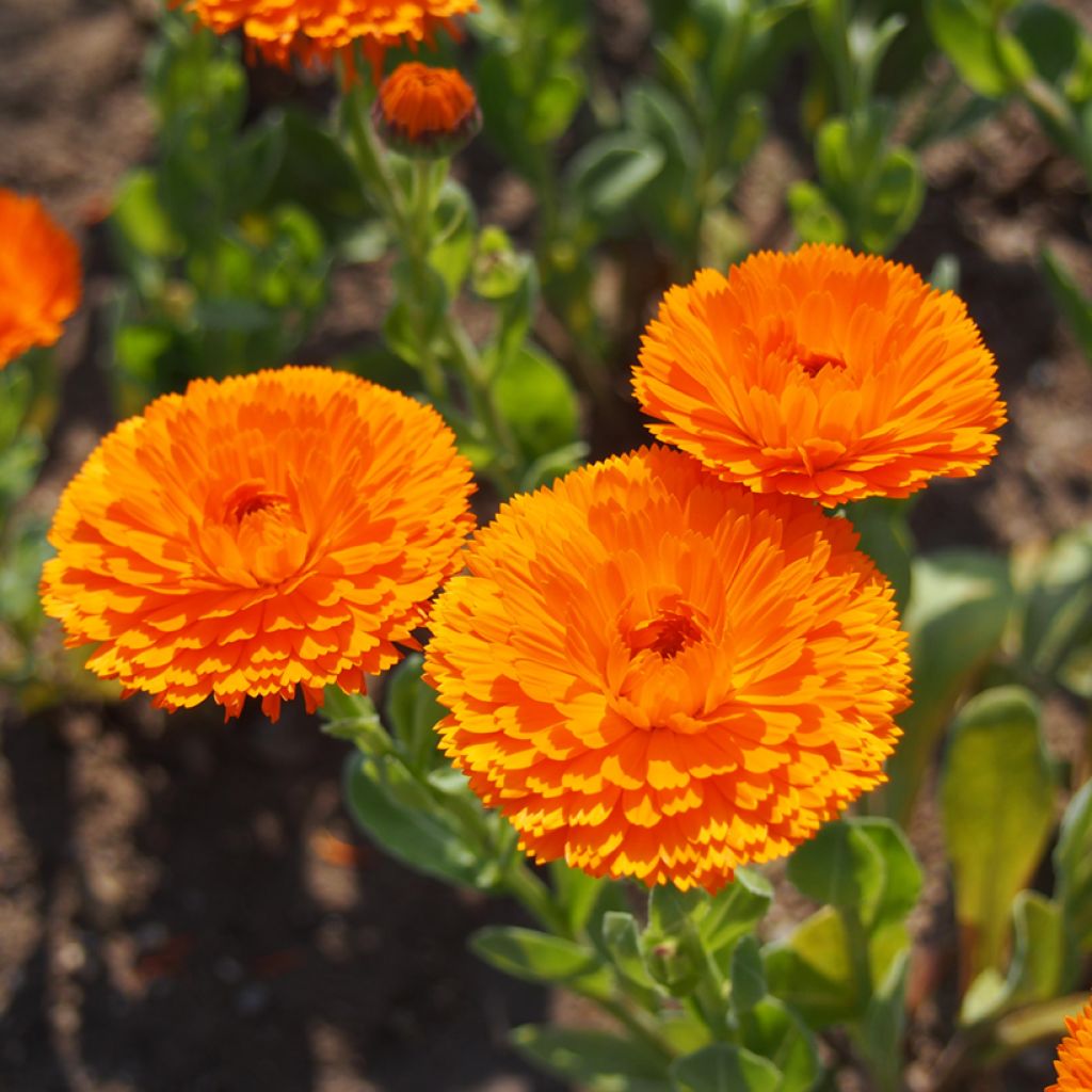 Calendula officinalis Ball's Orange (zaad) - Goudsbloem