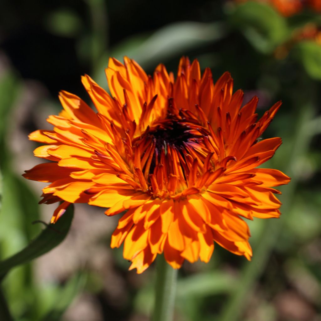 Calendula officinalis Néon (zaad) - Goudsbloem