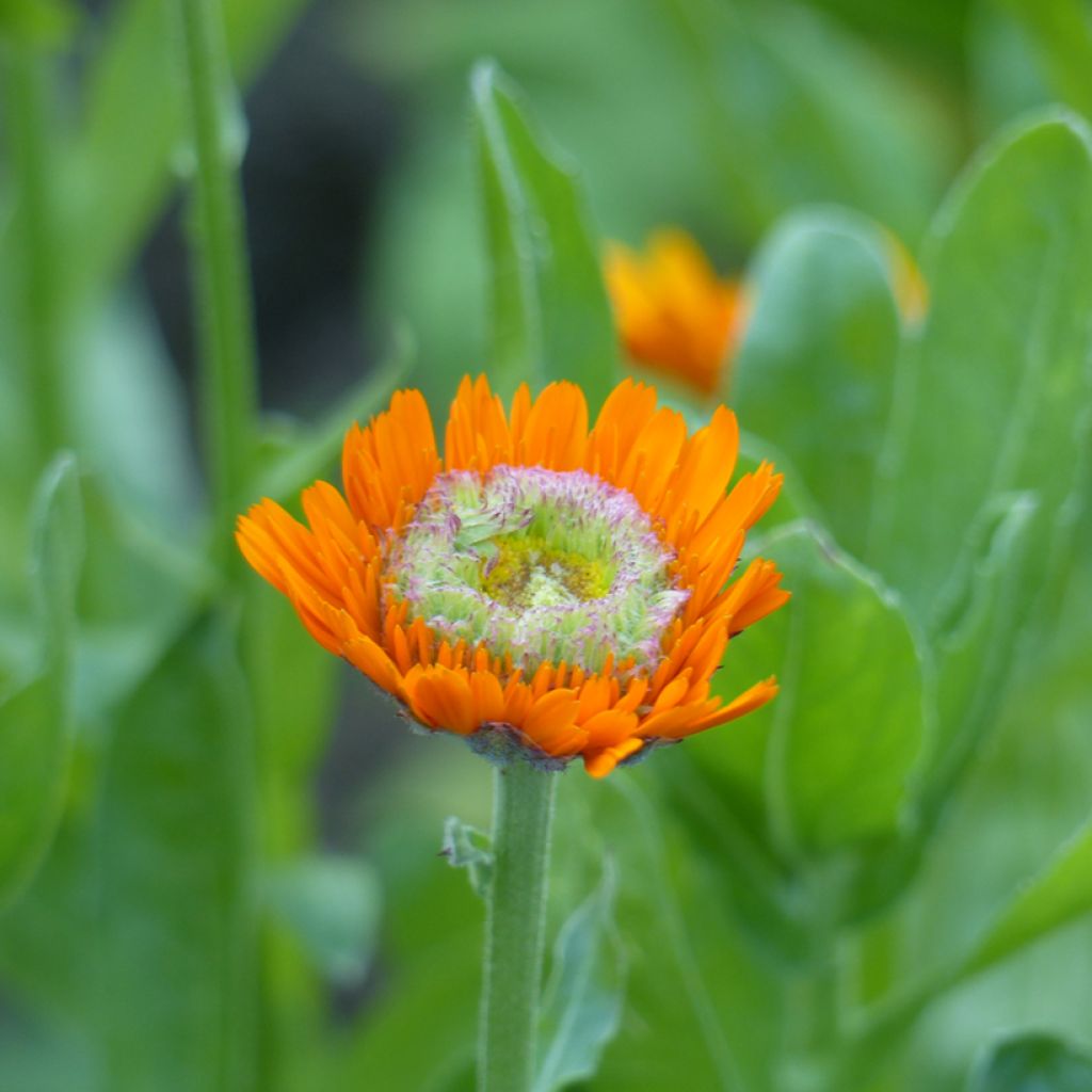 Calendula officinalis Ollioules Orange Greenheart (zaad) - Goudsbloem