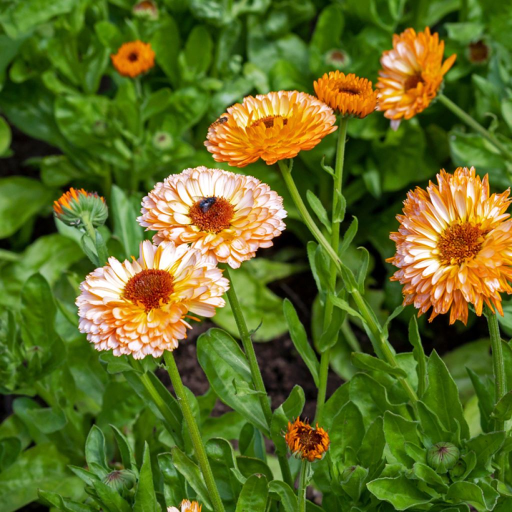 Calendula officinalis Pink Surprise (zaad) - Goudsbloem