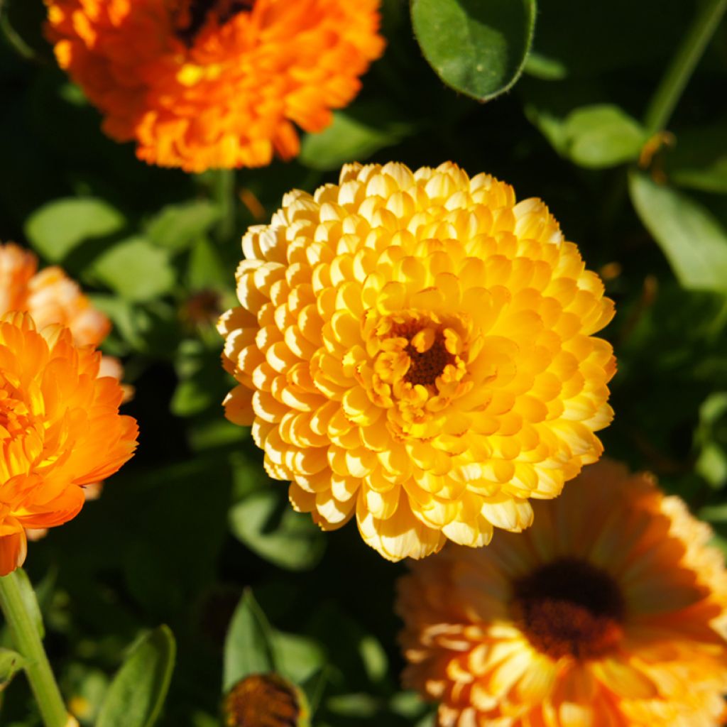 Calendula officinalis Pink Surprise (zaad) - Goudsbloem