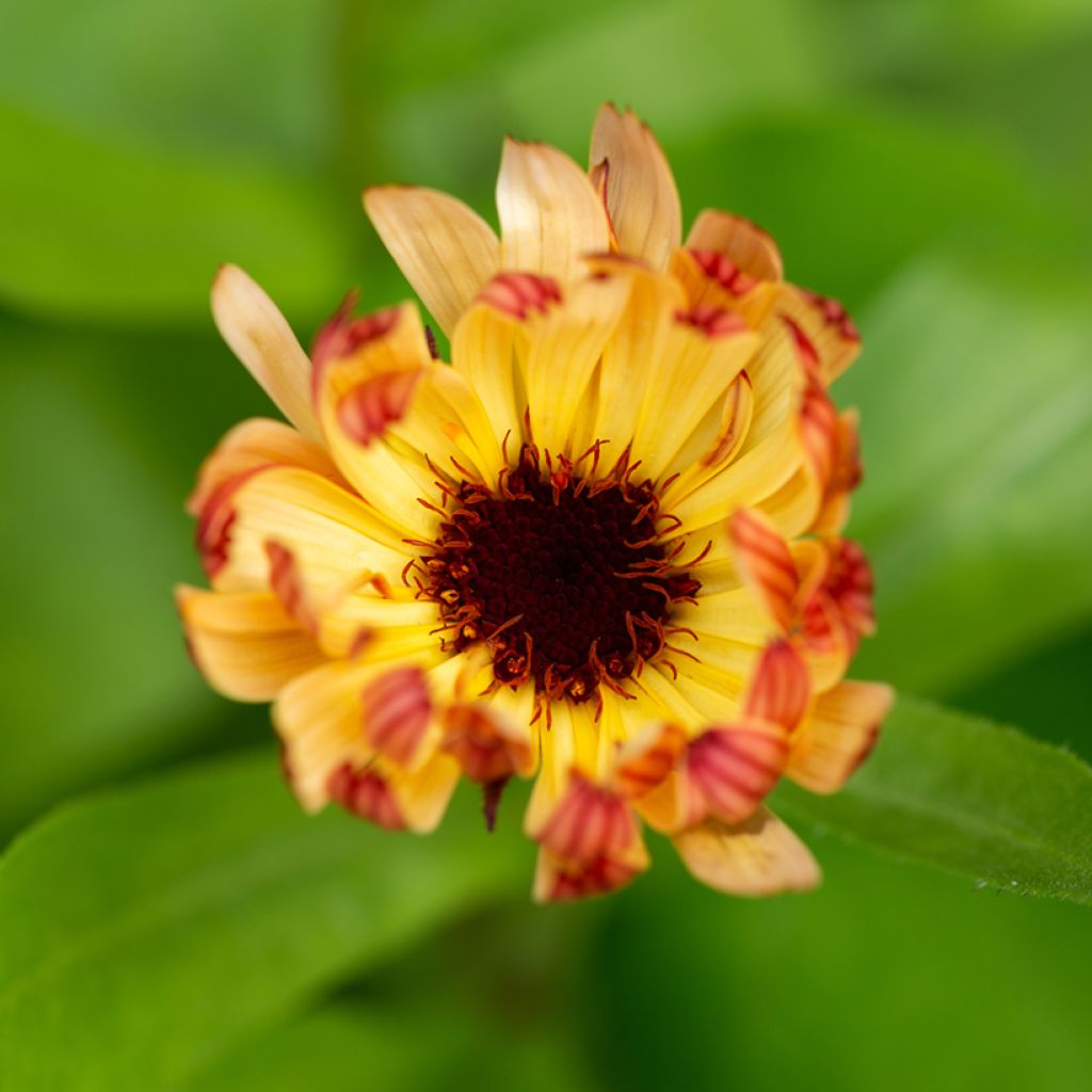 Calendula officinalis Sherbet Fizz (zaad) - Goudsbloem