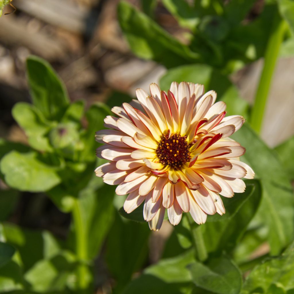 Calendula officinalis Sunny Girl (zaad) - Goudsbloem