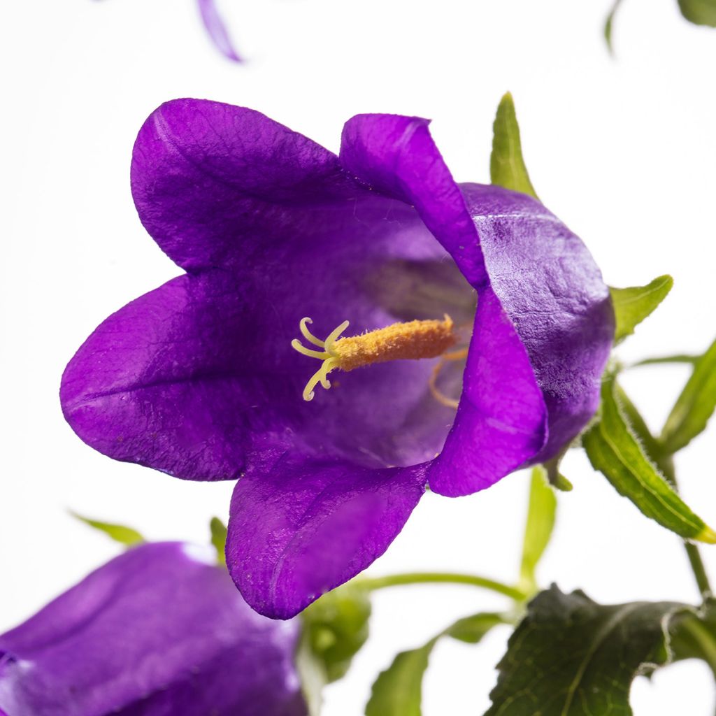 Campanula medium Big Ben Deep Blue (zaad) - Mariëtteklokje