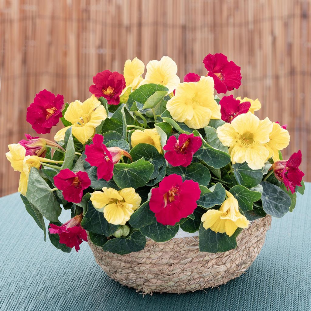 Oost-Indische kers Baby Lemon Raspberry (zaad) - Tropaeolum minus