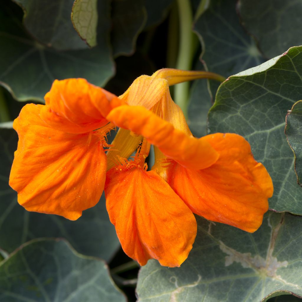 Oost-Indische kers Baby Orange (zaad) - Tropaeolum minus