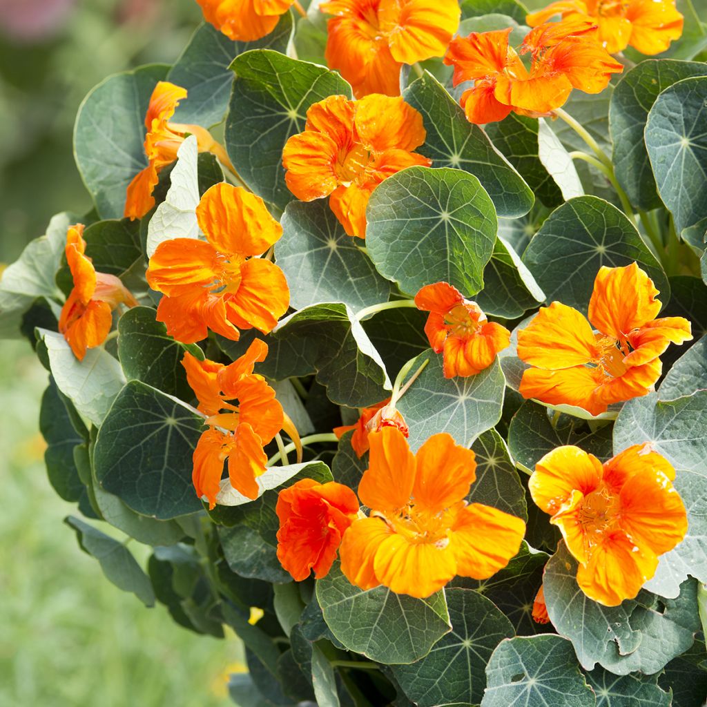 Oost-Indische kers Baby Orange (zaad) - Tropaeolum minus