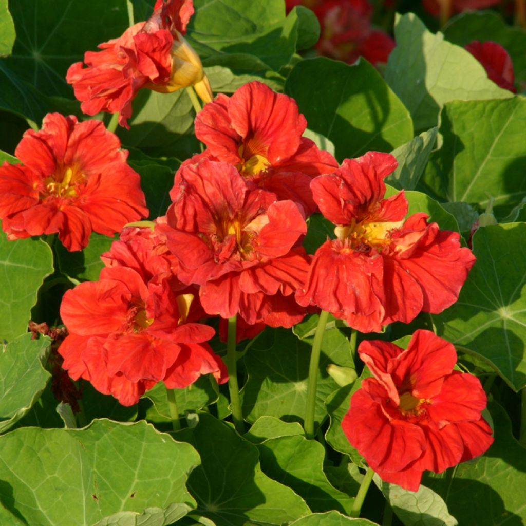 Oost-Indische kers Cherrelle (zaad) - Tropaeolum