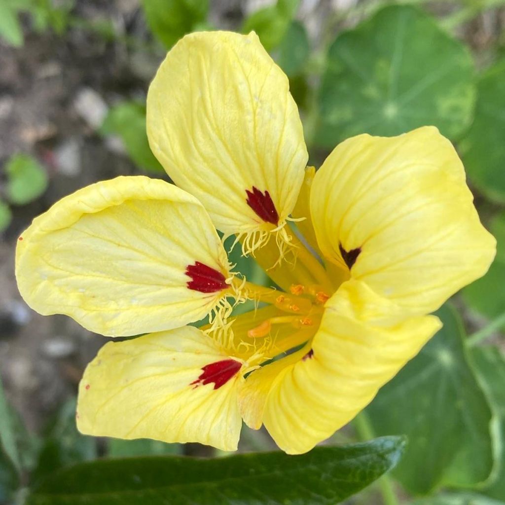 Oost-Indische kers Cream Troika (zaad) - Tropaeolum majus