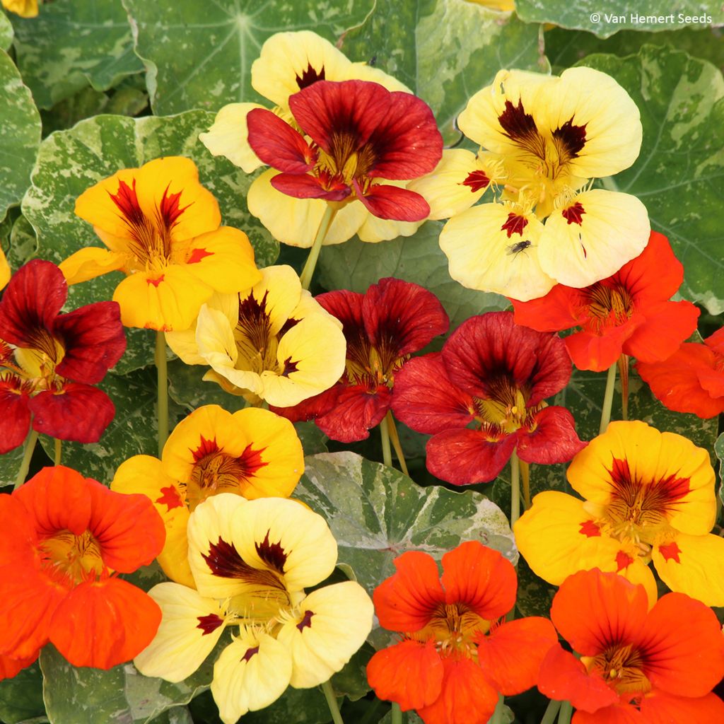 Oost-Indische kers Mix Troika (zaad) - Tropaeolum