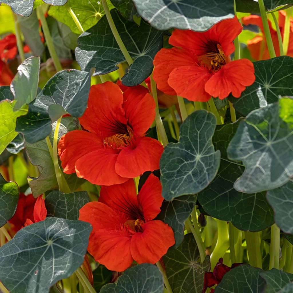 Oost-Indische kers Princess of India (zaad) - Tropaeolum majus