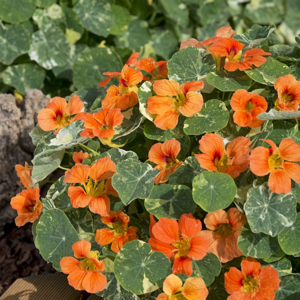Oost-Indische kers Tip-Top Alaska Salmon (zaad) - Tropaeolum