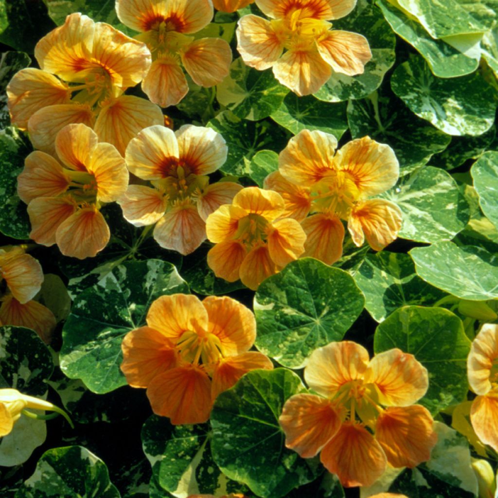 Oost-Indische kers Tip-Top Alaska Salmon (zaad) - Tropaeolum