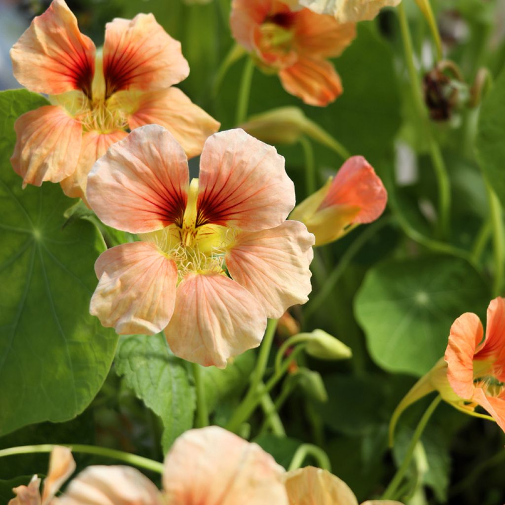 Oost-Indische kers Tip-Top Apricot (zaad) - Tropaeolum majus