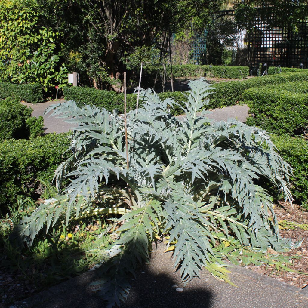 Cynara cardunculus (zaad) - Kardoen