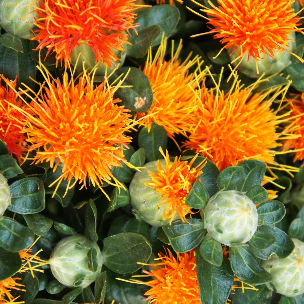 Carthamus tinctorius Zanzibar Orange (zaad) - Saffloer