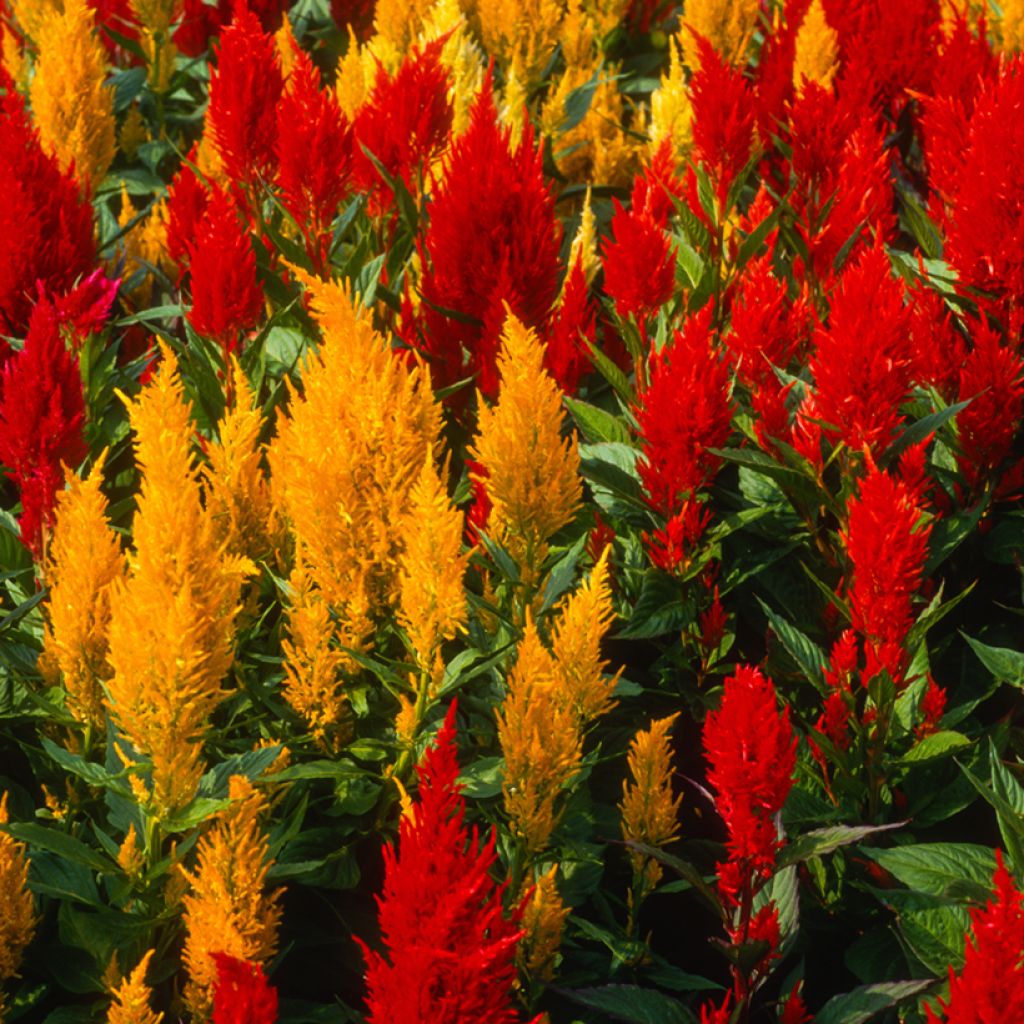 Pluimarant Fresh Look Red & Yellow (zaad) - Celosia argentea var. plumosa