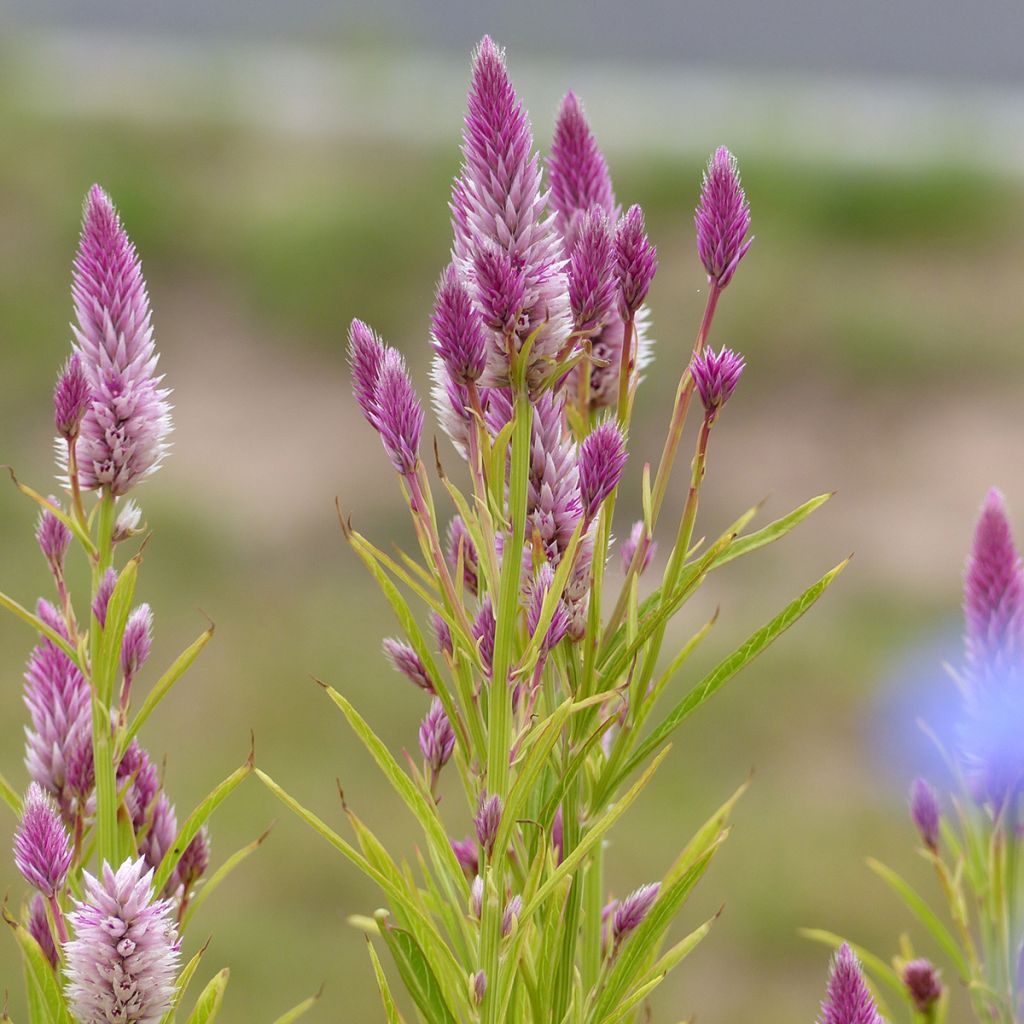 Pluimamarant Flamingo Feather (zaad) - Celosia argentea var. spicata