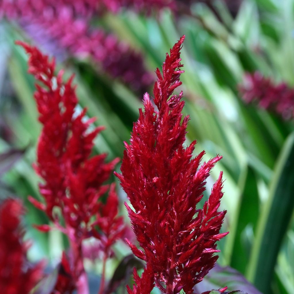 Pluimamarant Forest Fire (zaad) - Celosia argentea plumosa