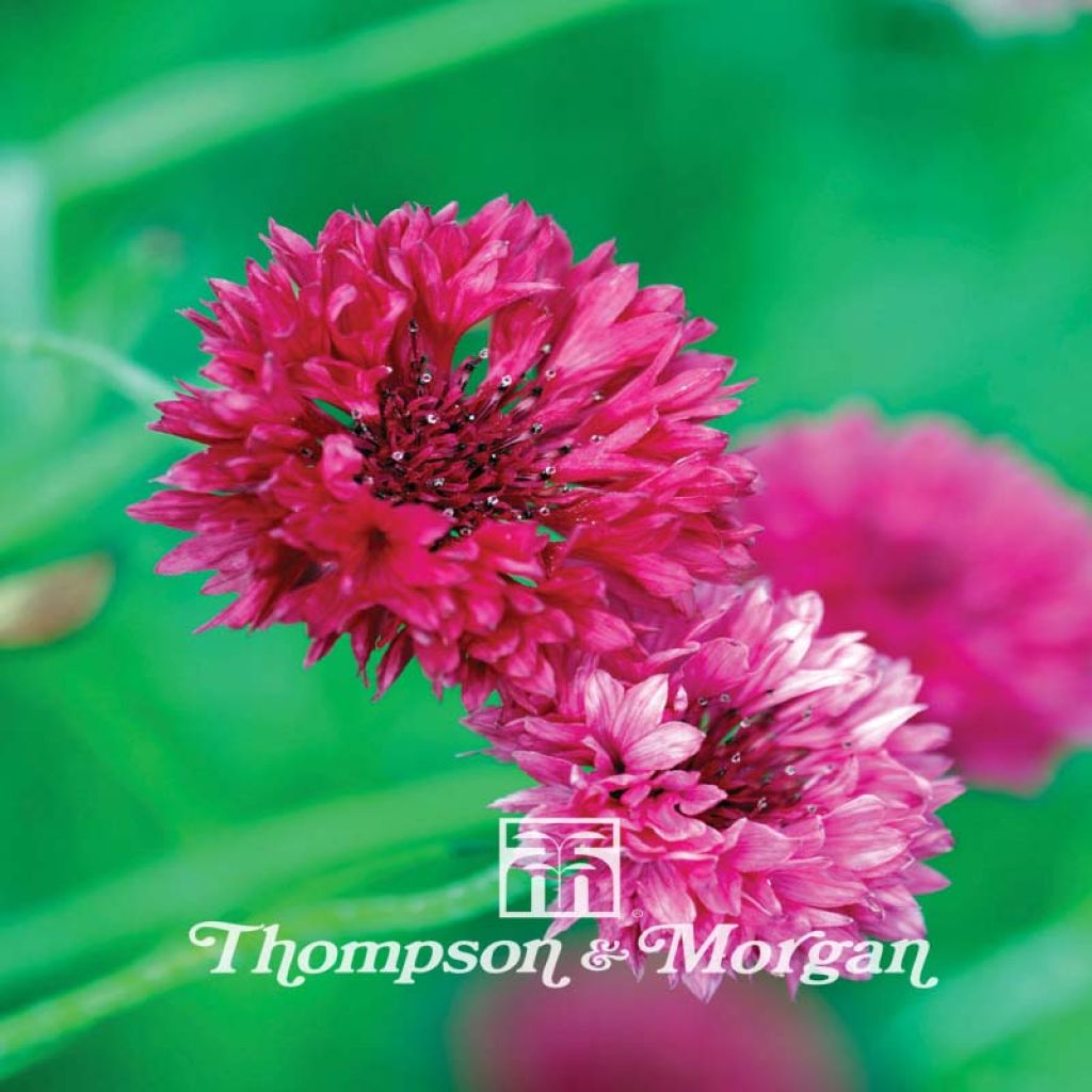 Korenbloem Red Boy (zaad) - Centaurea cyanus