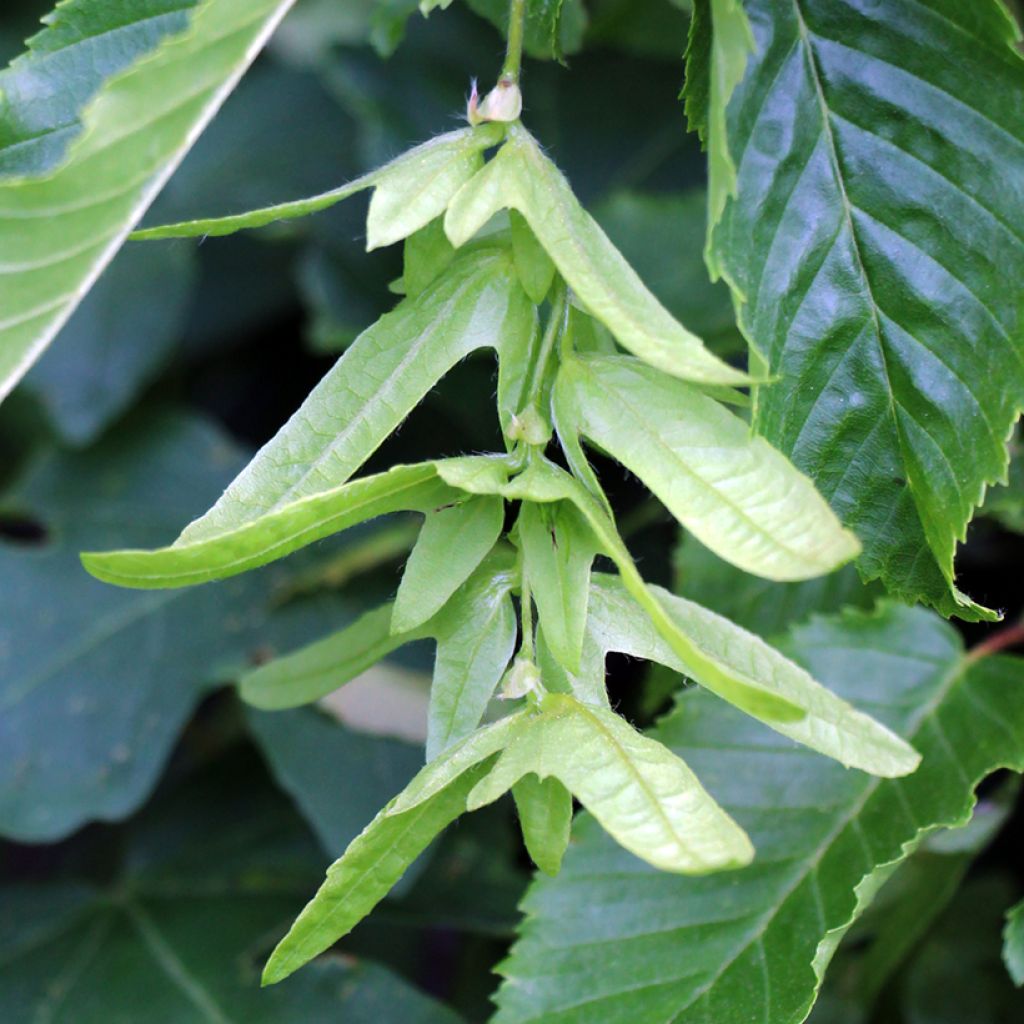 Carpinus betulus (zaad) - Haagbeuk