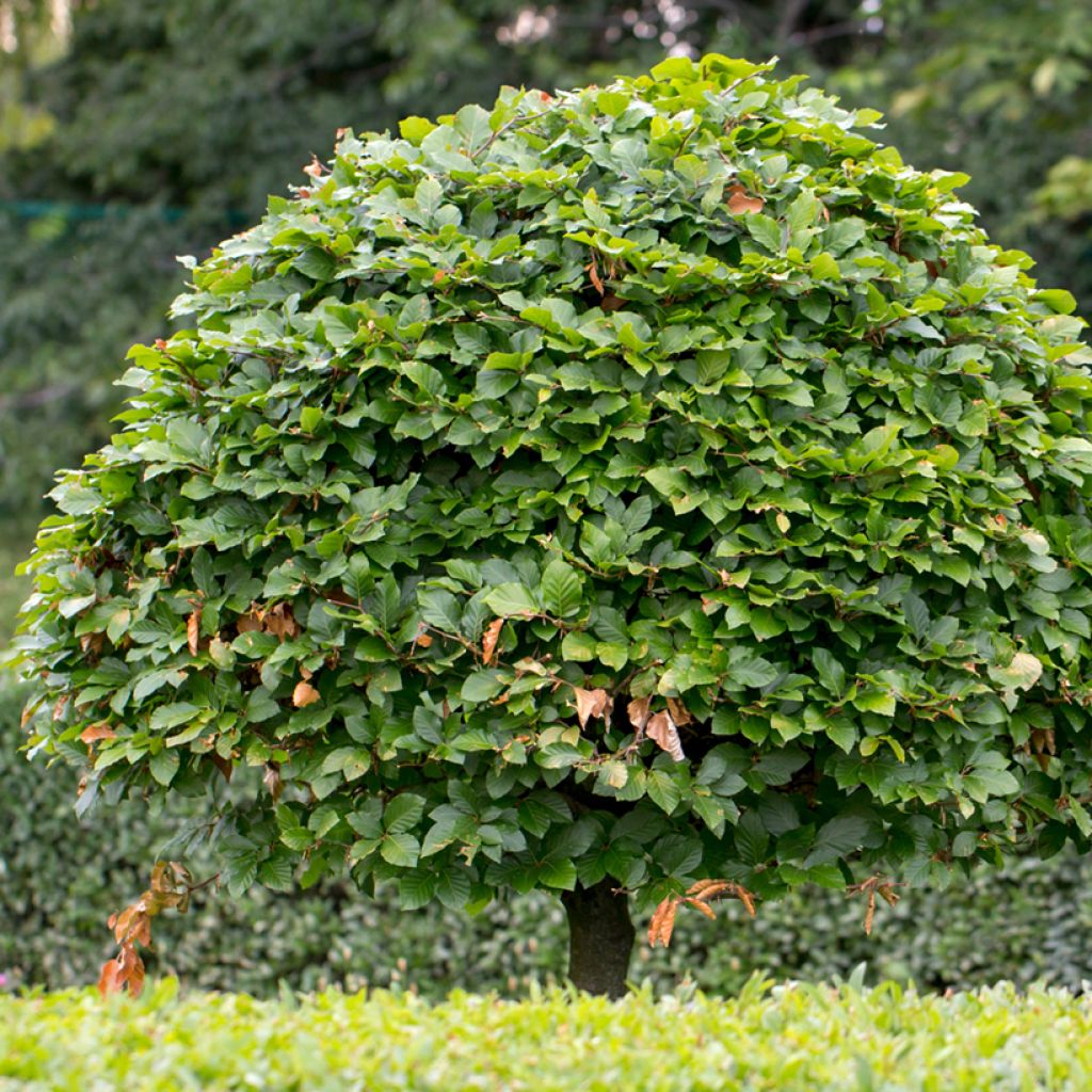 Carpinus betulus (zaad) - Haagbeuk