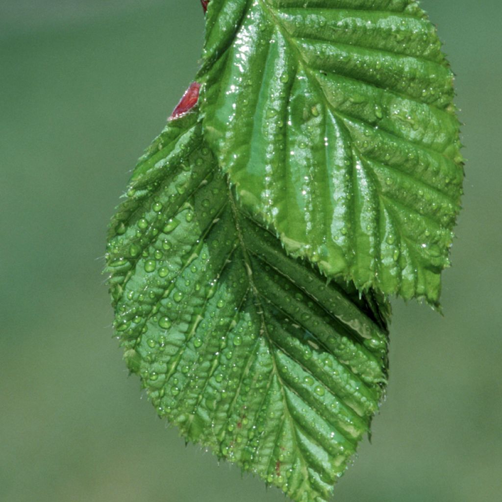 Carpinus betulus (zaad) - Haagbeuk
