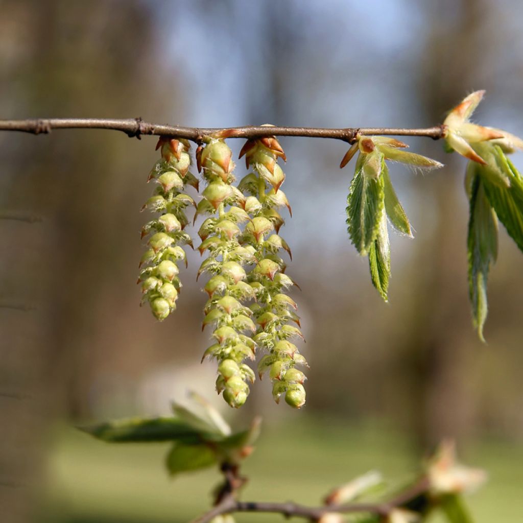 Carpinus betulus (zaad) - Haagbeuk