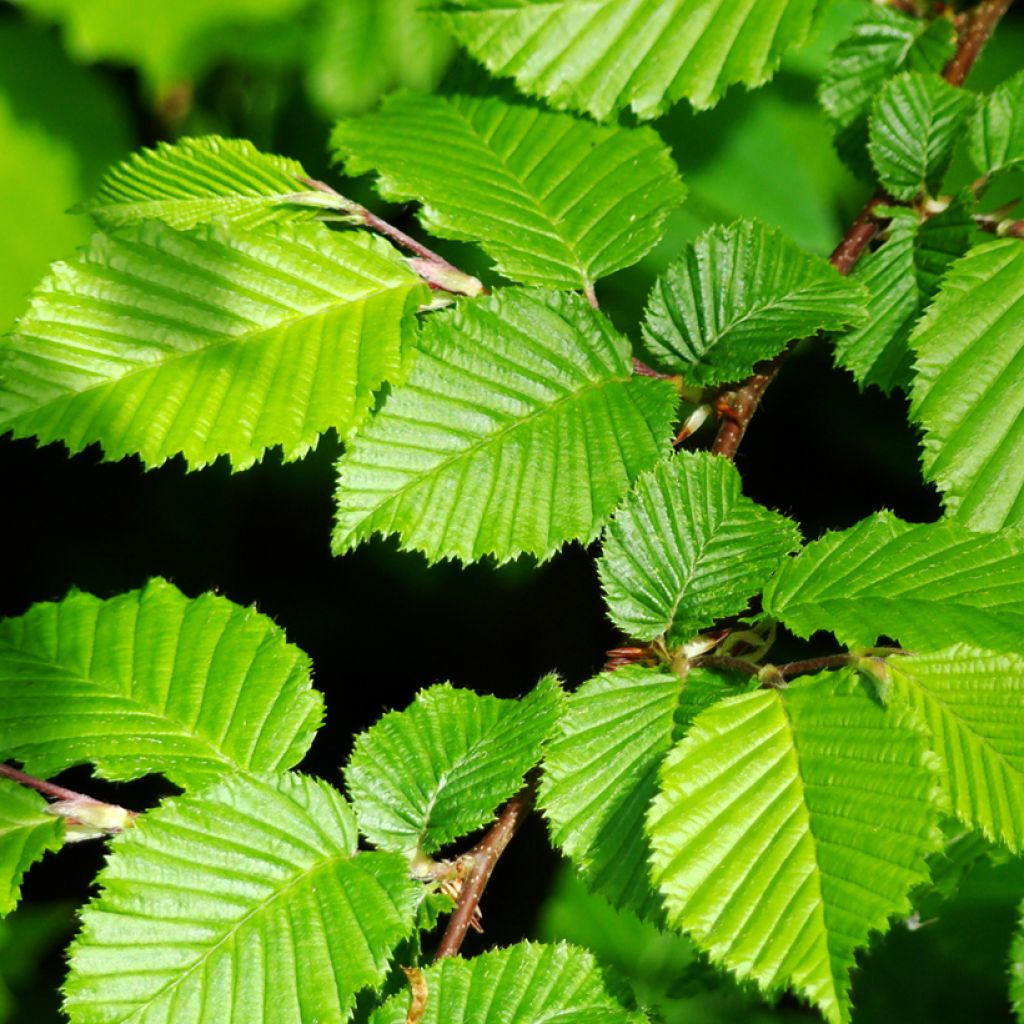 Carpinus betulus (zaad) - Haagbeuk