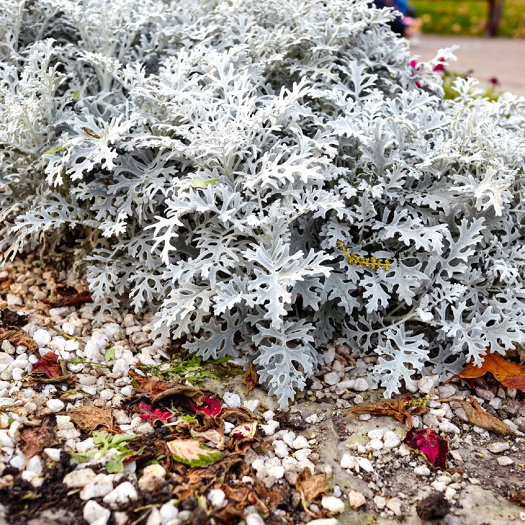 Senecio cineraria Silver Dust (zaad) - Zilverkruiskruid